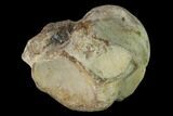Fossil Mosasaur (Clidastes) Cervical Vertebra - Kansas #136437-4